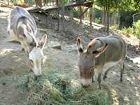 donkeys